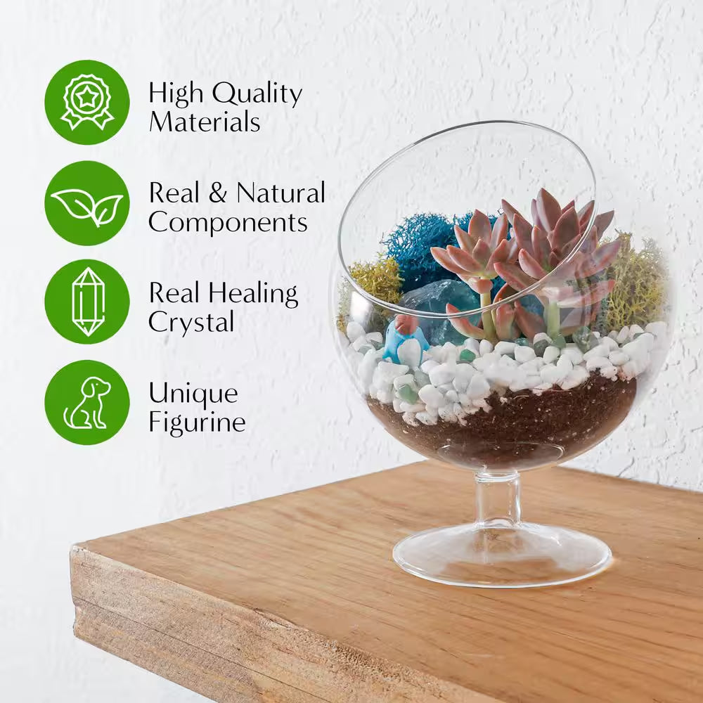 6 In. Chalice Glass Terrarium Kit with Live Succulent, Reindeer Moss, Crystals, Rocks, Tools and Figurine