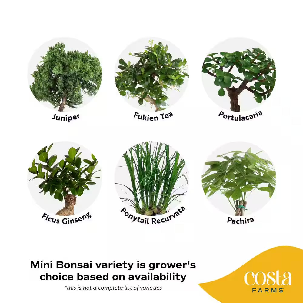 DIY Grower'S Choice Bonsai Indoor/Outdoor Plant Kit, Average Shipping Height 7 In. Tall