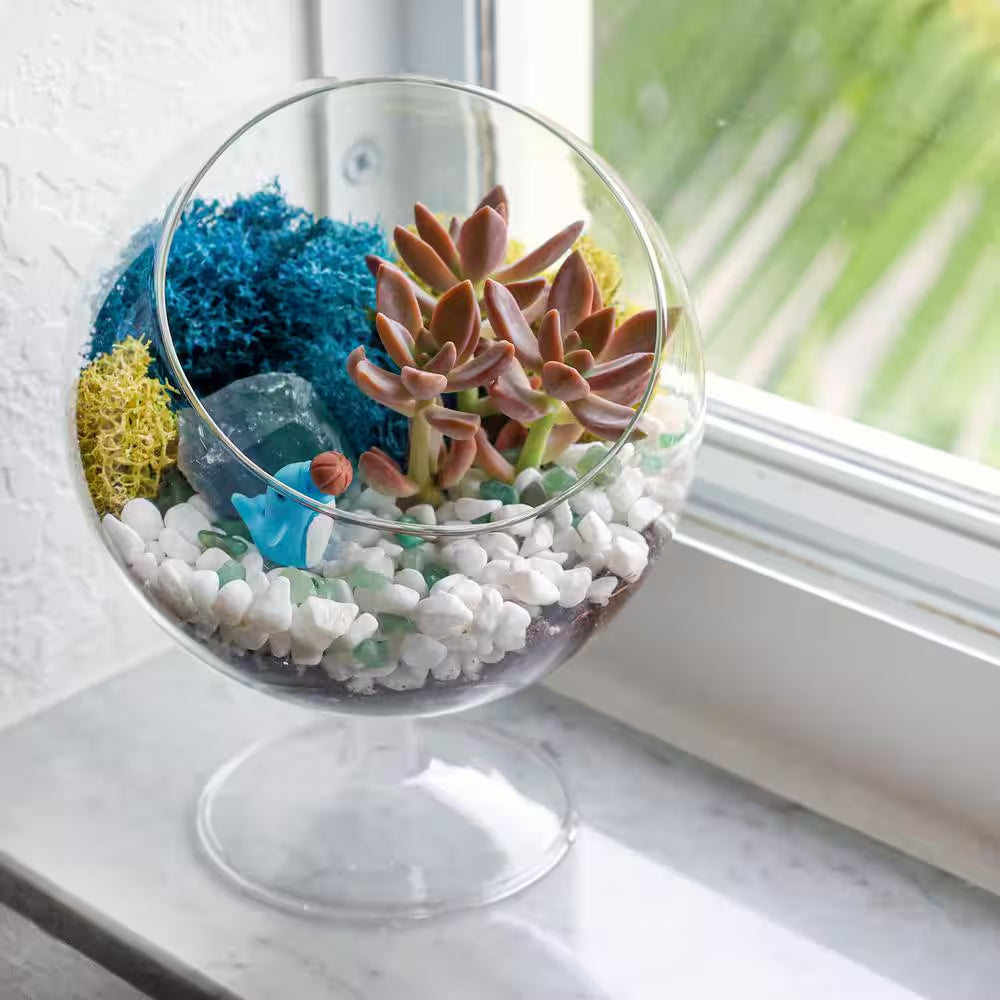 6 In. Chalice Glass Terrarium Kit with Live Succulent, Reindeer Moss, Crystals, Rocks, Tools and Figurine