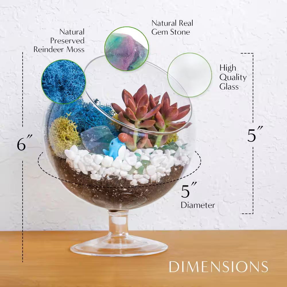 6 In. Chalice Glass Terrarium Kit with Live Succulent, Reindeer Moss, Crystals, Rocks, Tools and Figurine