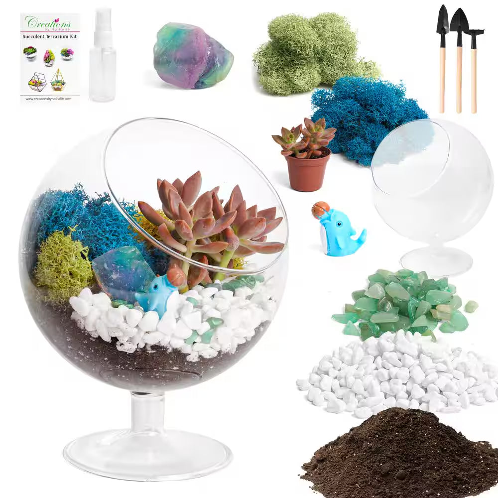 6 In. Chalice Glass Terrarium Kit with Live Succulent, Reindeer Moss, Crystals, Rocks, Tools and Figurine