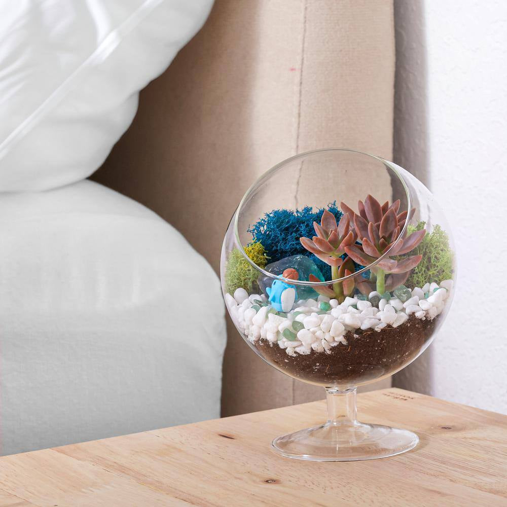 6 In. Chalice Glass Terrarium Kit with Live Succulent, Reindeer Moss, Crystals, Rocks, Tools and Figurine