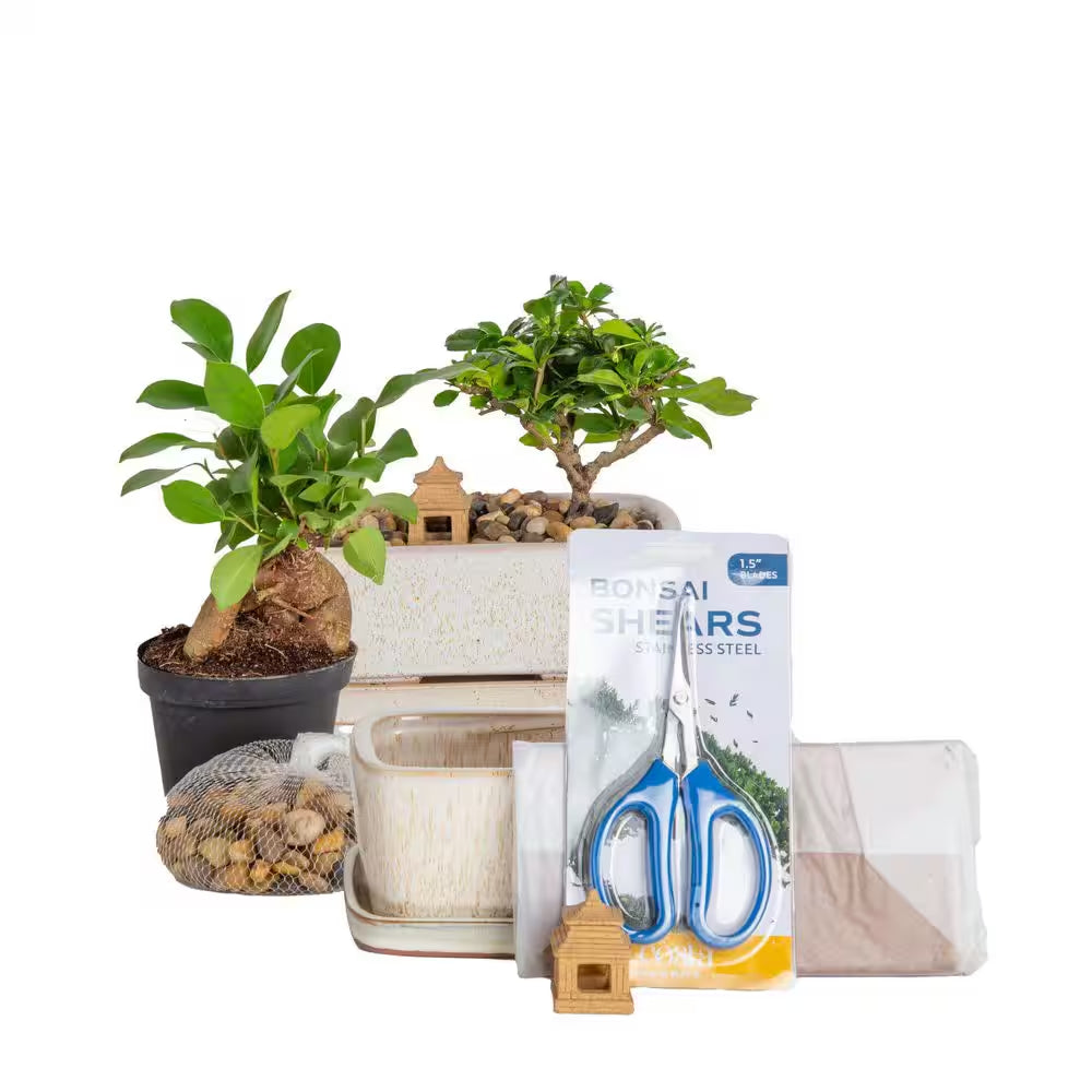DIY Grower'S Choice Bonsai Indoor/Outdoor Plant Kit, Average Shipping Height 7 In. Tall