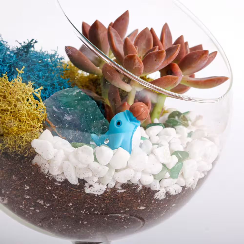 6 In. Chalice Glass Terrarium Kit with Live Succulent, Reindeer Moss, Crystals, Rocks, Tools and Figurine
