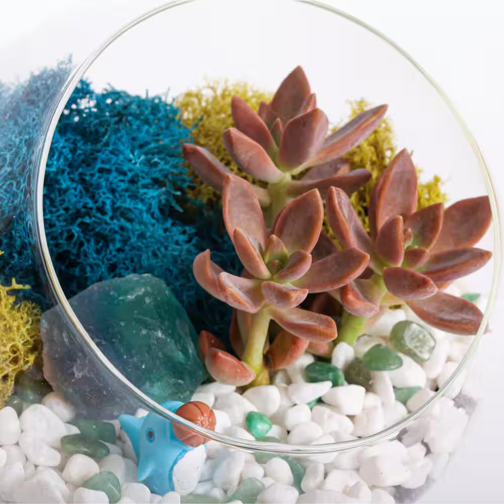 6 In. Chalice Glass Terrarium Kit with Live Succulent, Reindeer Moss, Crystals, Rocks, Tools and Figurine