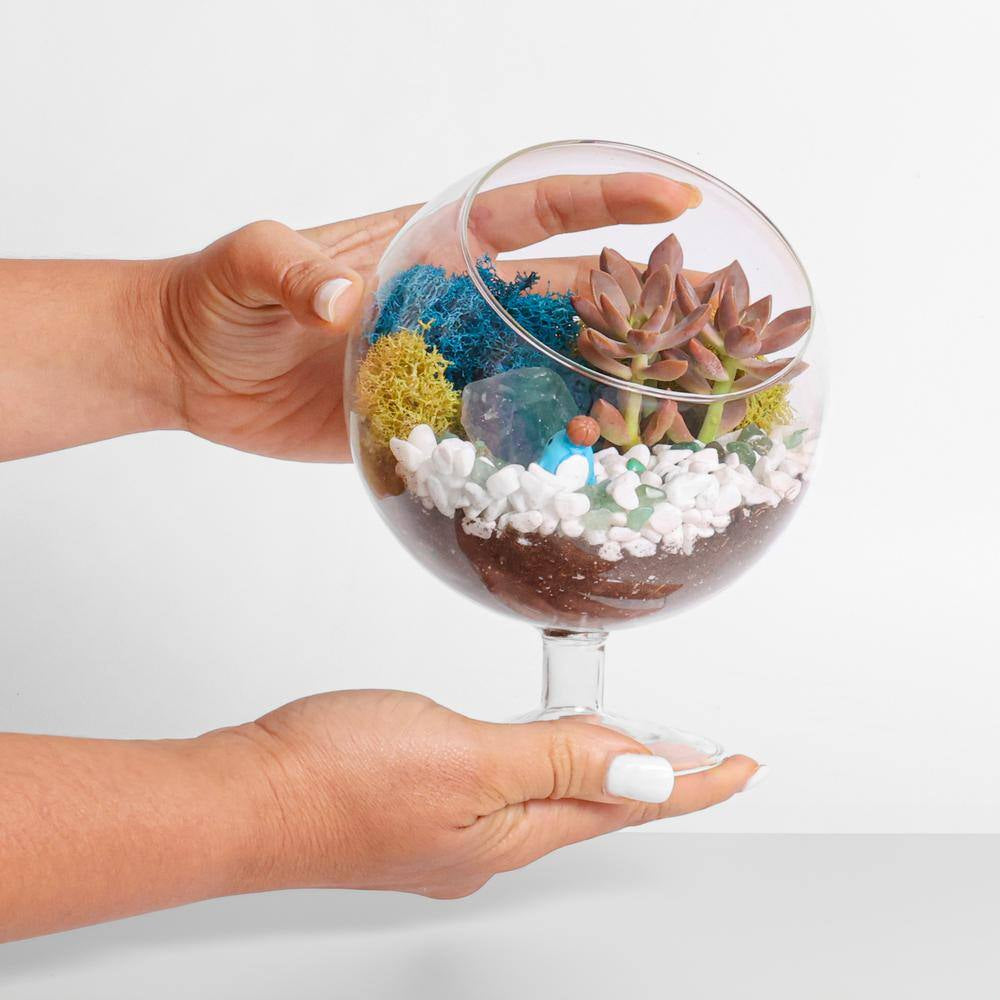 6 In. Chalice Glass Terrarium Kit with Live Succulent, Reindeer Moss, Crystals, Rocks, Tools and Figurine