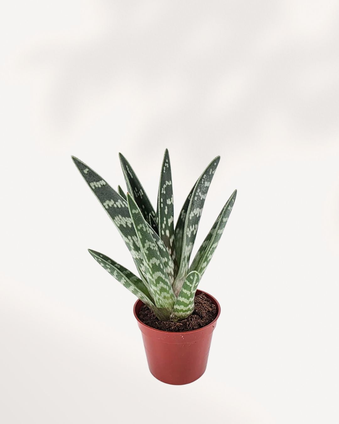 Aloe Pheasant Breast