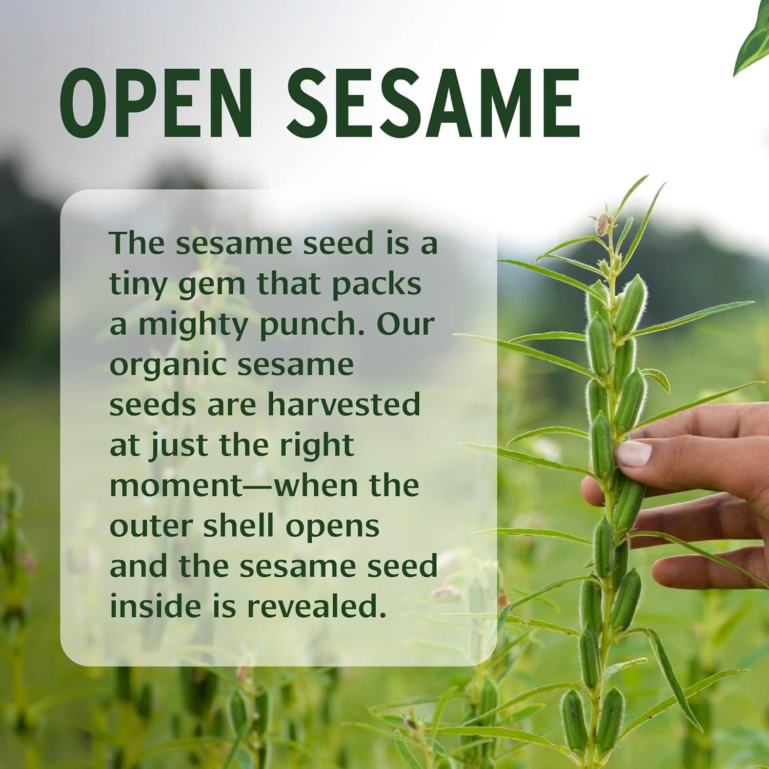 Sesame Oil – Organic & Unrefined Ayurvedic Oil for Skin, Hair, Oil Pulling & More – Multiple Sizes – 16Oz. – Non GMO Sustainably Sourced Vegan