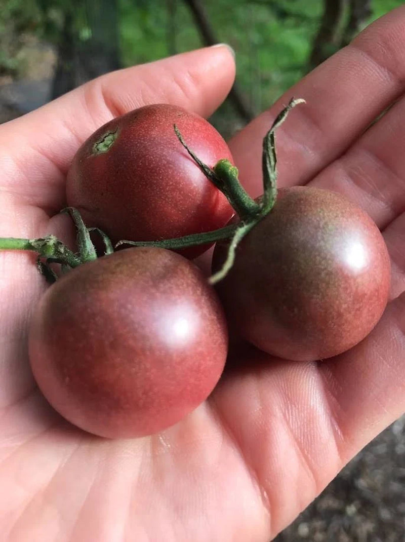 Children'S Garden Kit: Organic Seeds, Mini Greenhouse, Fun Gardening