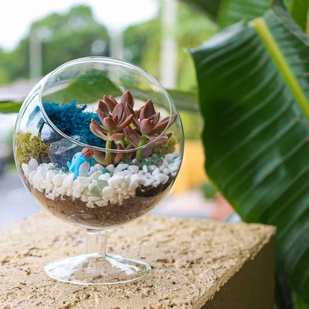 6 In. Chalice Glass Terrarium Kit with Live Succulent, Reindeer Moss, Crystals, Rocks, Tools and Figurine