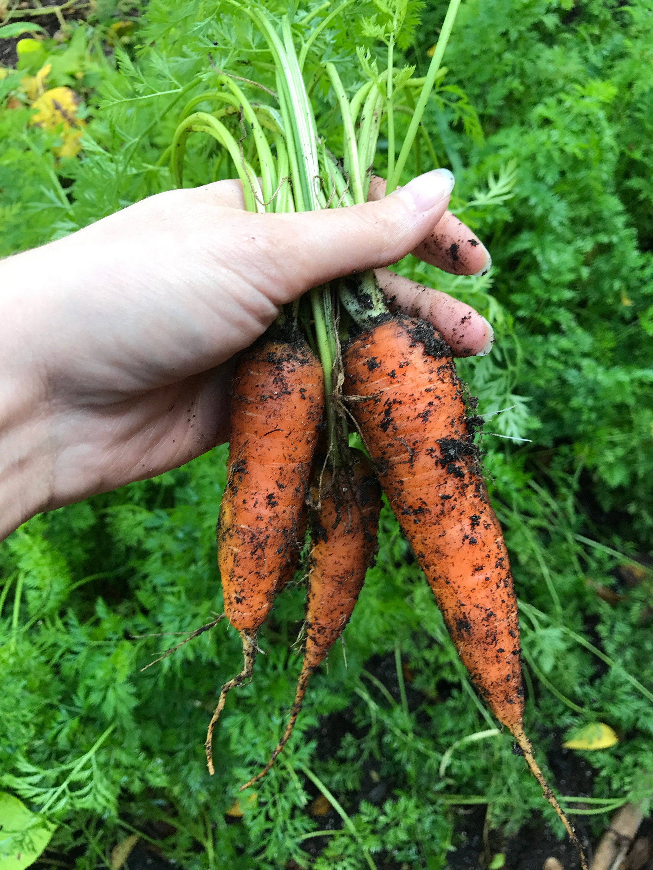 Children'S Garden Kit: Organic Seeds, Mini Greenhouse, Fun Gardening