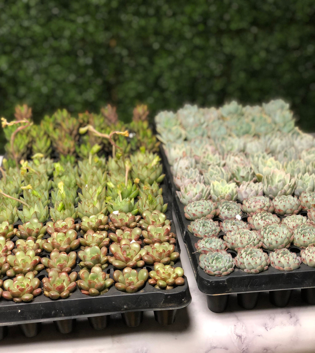 DIY Gnome Succulent Planter Kit: Terrarium Garden