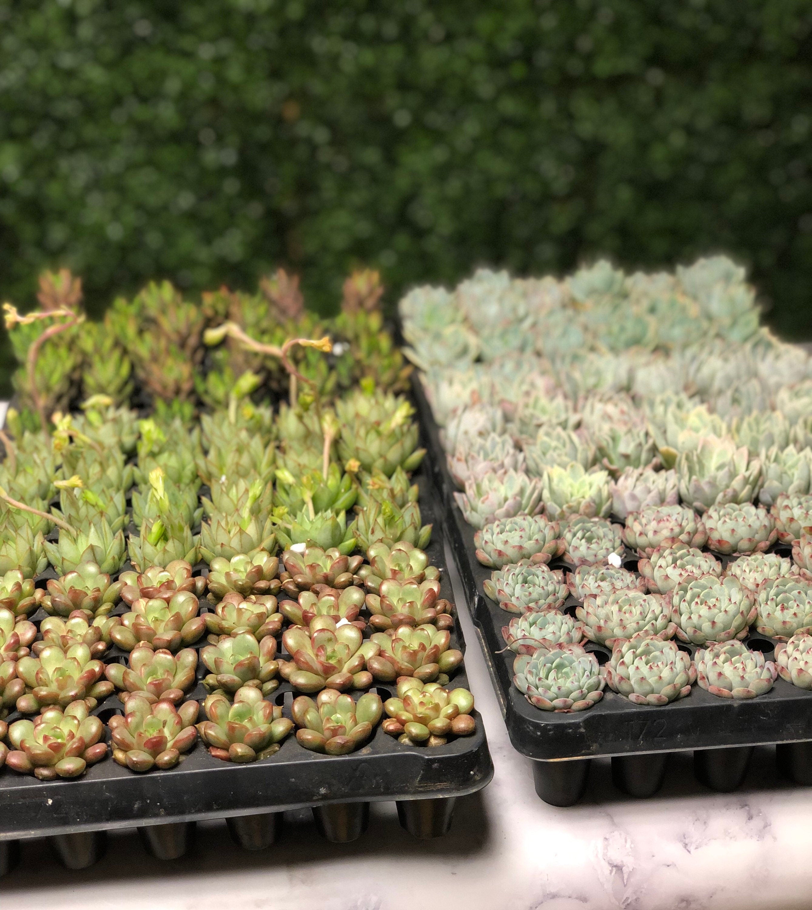 DIY Gnome Succulent Planter Kit: Terrarium Garden