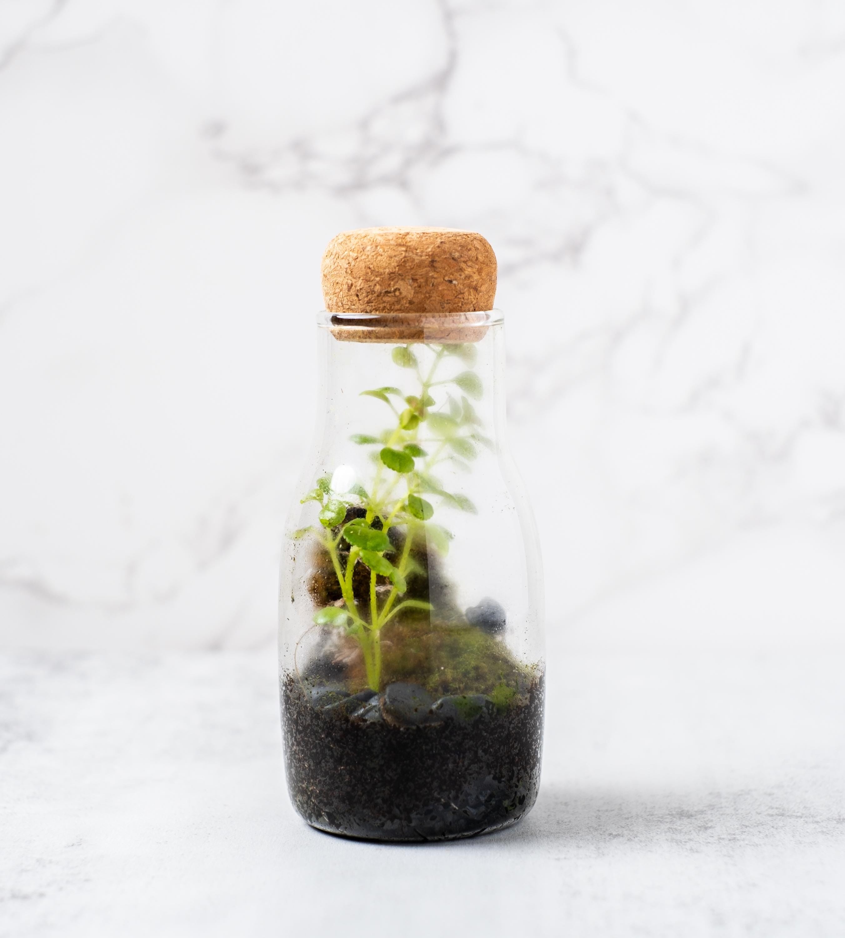 Tiny Terrarium Kit with Live Moss and Plant Cutting, Self Sustaining Terrarium Kit, Birthday Gift, Mothers Day Gift, Stem Kit for Kids