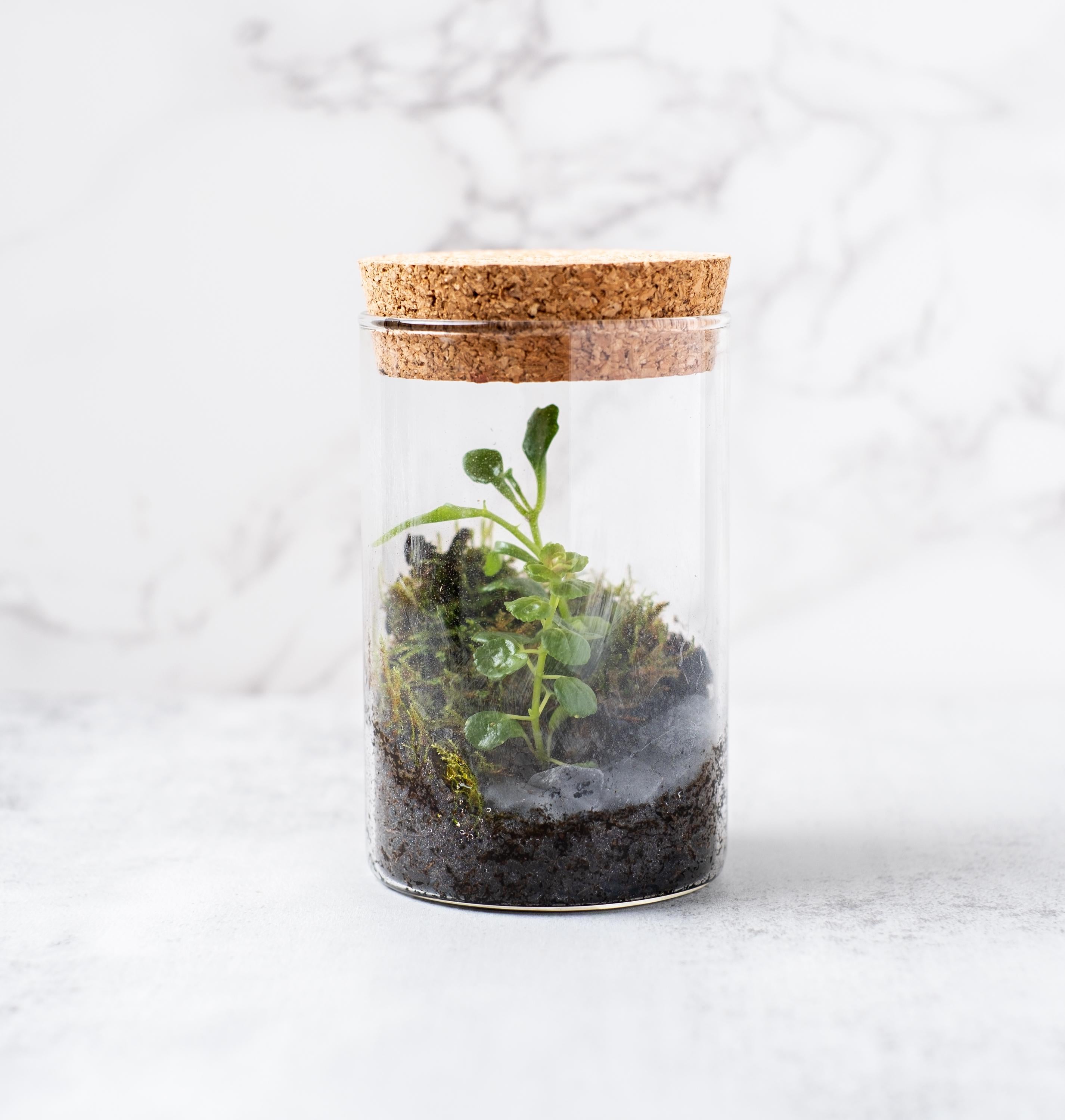 Tiny Terrarium Kit with Live Moss and Plant Cutting, Self Sustaining Terrarium Kit, Birthday Gift, Mothers Day Gift, Stem Kit for Kids