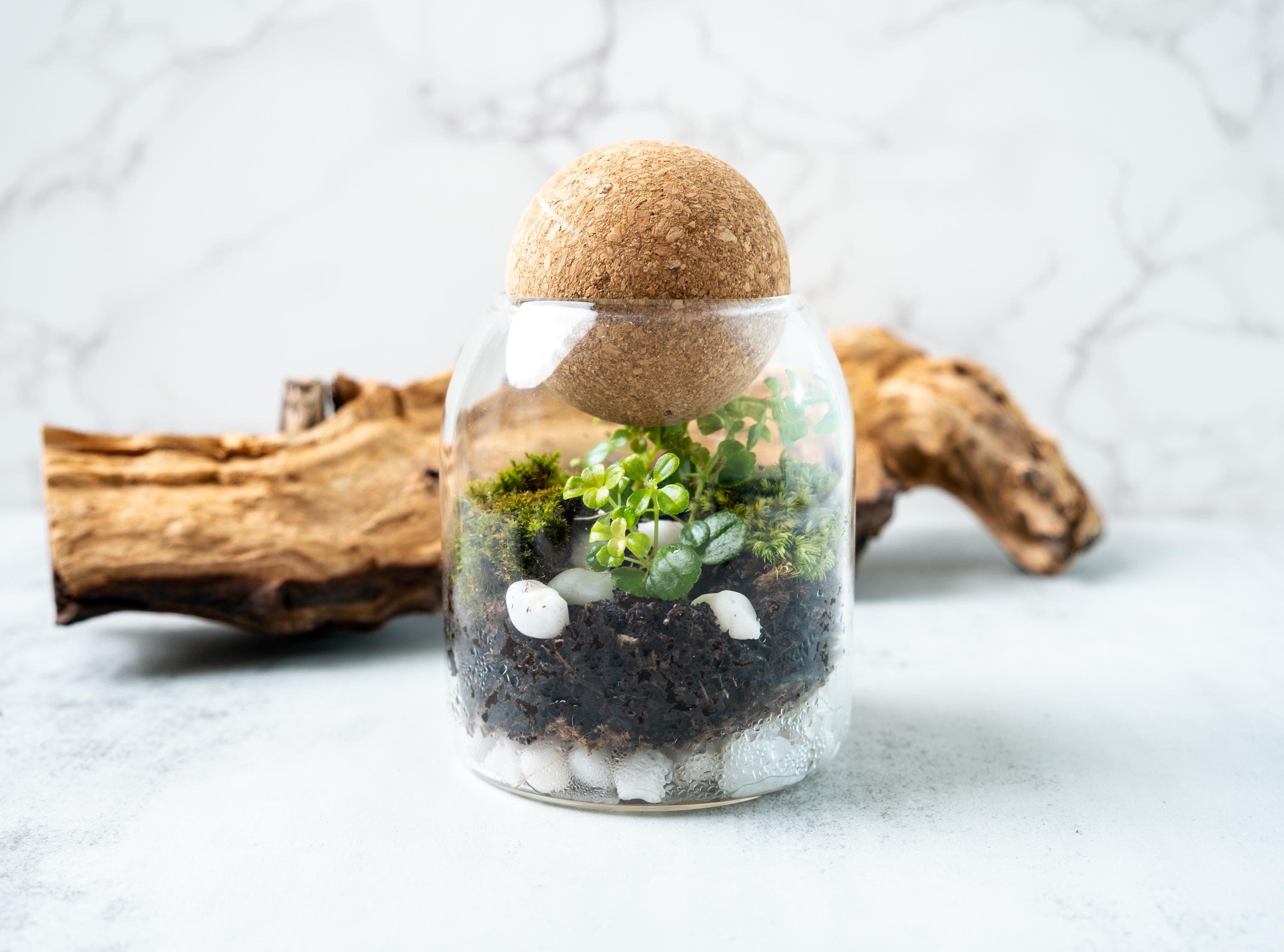 Tiny Terrarium Kit with Live Moss and Plant Cutting, Self Sustaining Terrarium Kit, Birthday Gift, Mothers Day Gift, Stem Kit for Kids