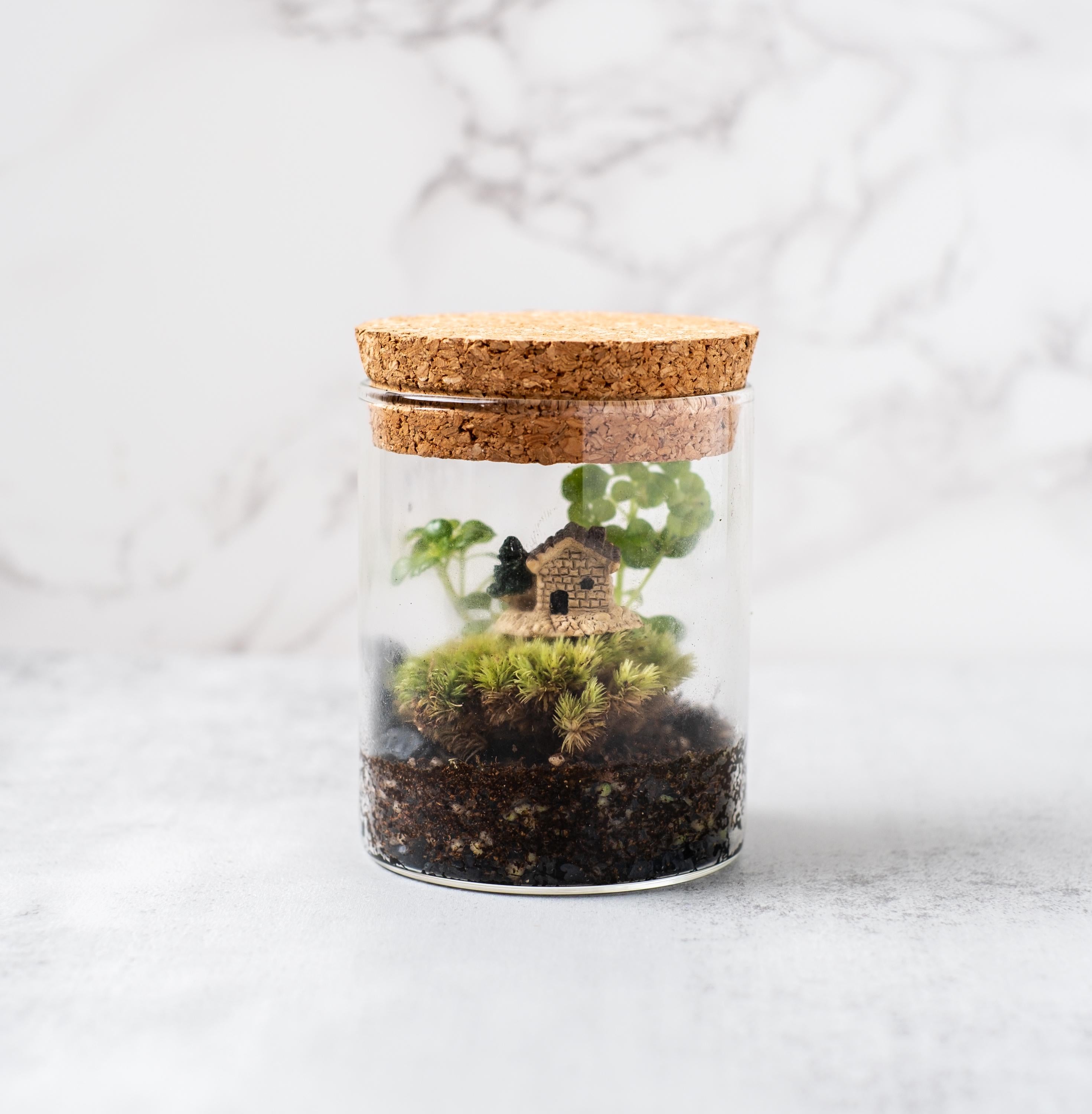 Tiny Terrarium Kit with Live Moss and Plant Cutting, Self Sustaining Terrarium Kit, Birthday Gift, Mothers Day Gift, Stem Kit for Kids