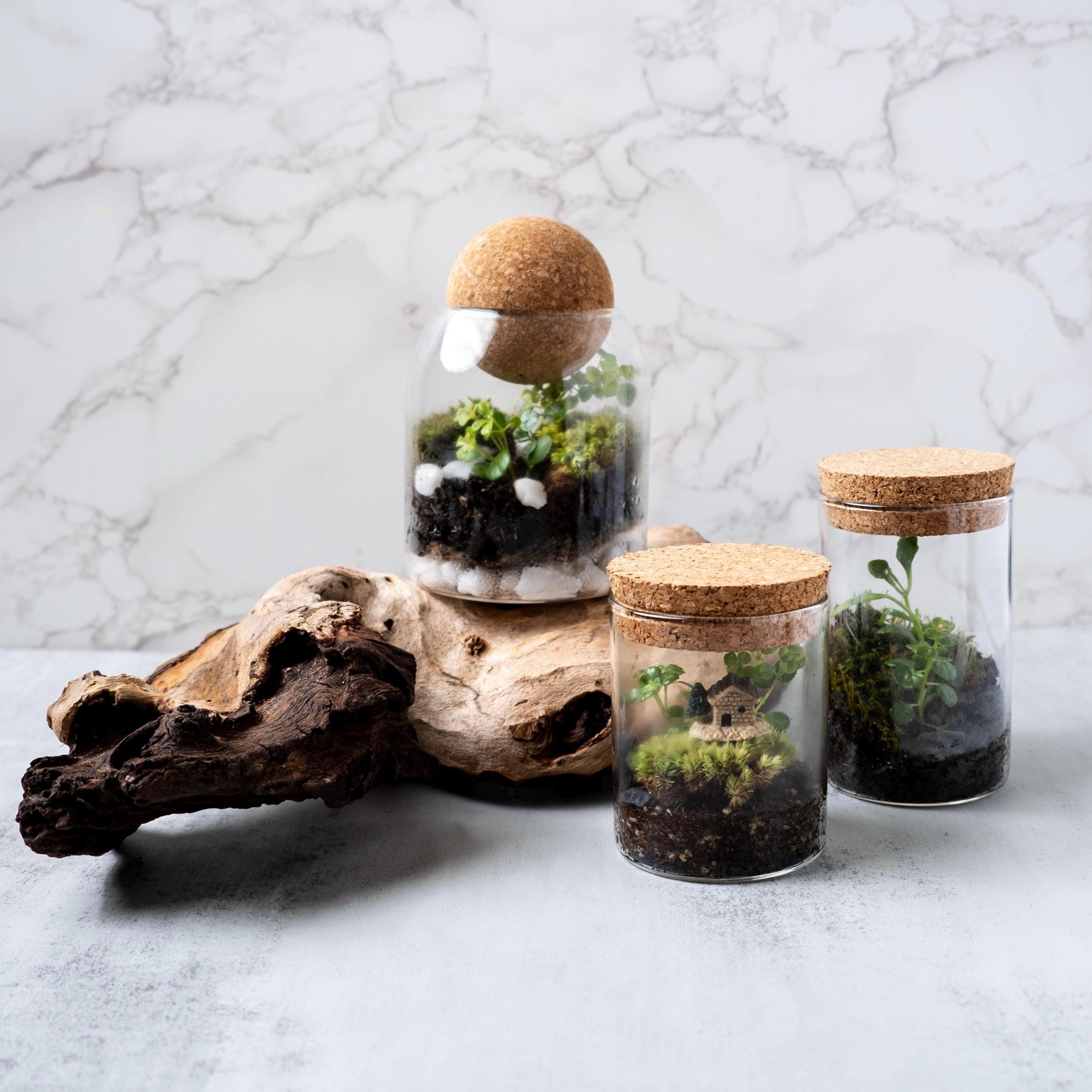 Tiny Terrarium Kit with Live Moss and Plant Cutting, Self Sustaining Terrarium Kit, Birthday Gift, Mothers Day Gift, Stem Kit for Kids